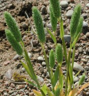 Phleum arenarium