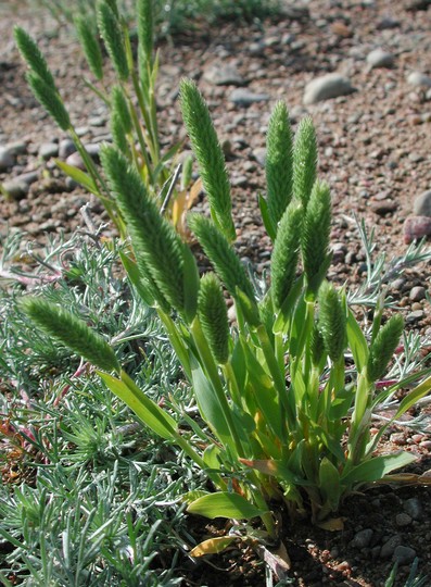 Phleum arenarium