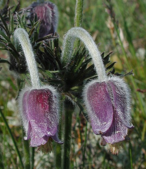 Pulsatilla pratensis