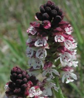 Orchis ustulata