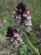 Orchis ustulata