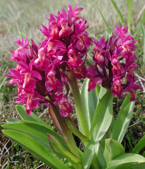 Dactylorhiza sambucina