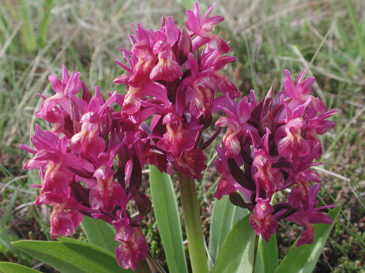 Dactylorhiza sambucina