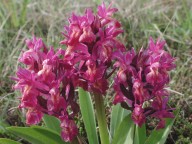 Dactylorhiza sambucina