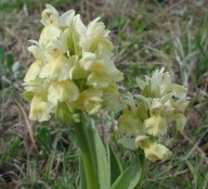 Dactylorhiza sambucina