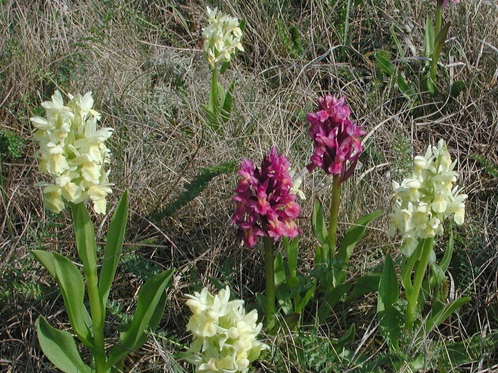 Dactylorhiza sambucina