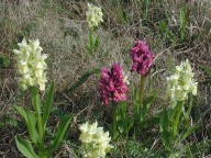 Dactylorhiza sambucina