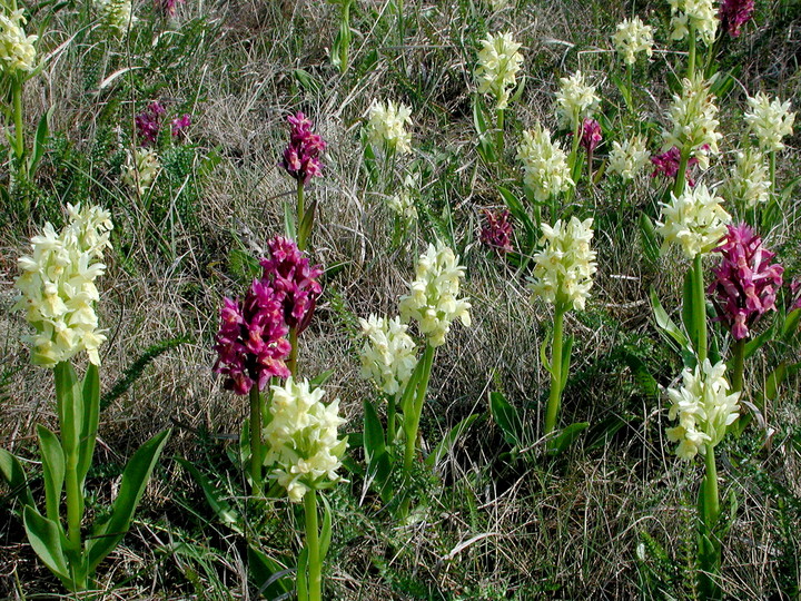 Dactylorhiza sambucina