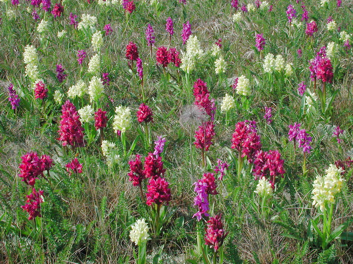 Dactylorhiza sambucina