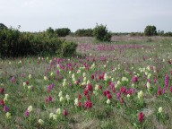 Dactylorhiza sambucina