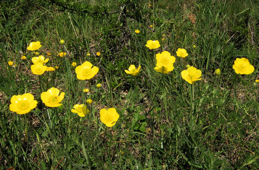 Ranunculus illyricus