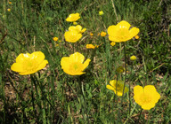 Ranunculus illyricus