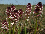 Orchis ustulata