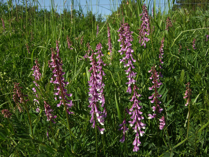 Vicia tenuifolia