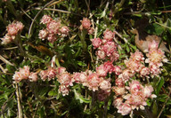 Antennaria dioica