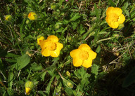 Ranunculus bulbosus