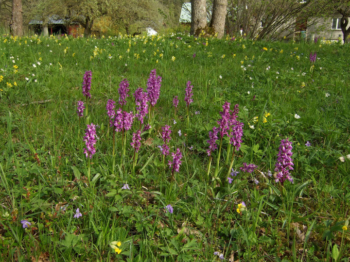 Orchis mascula