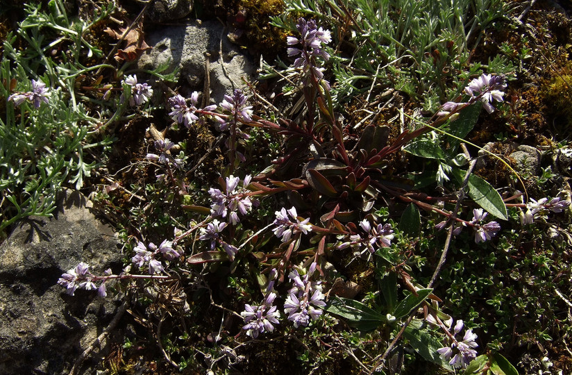 Polygala amarella