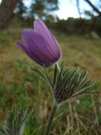 Pulsatilla vulgaris ssp. gotlandica