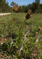 Pulsatilla patens