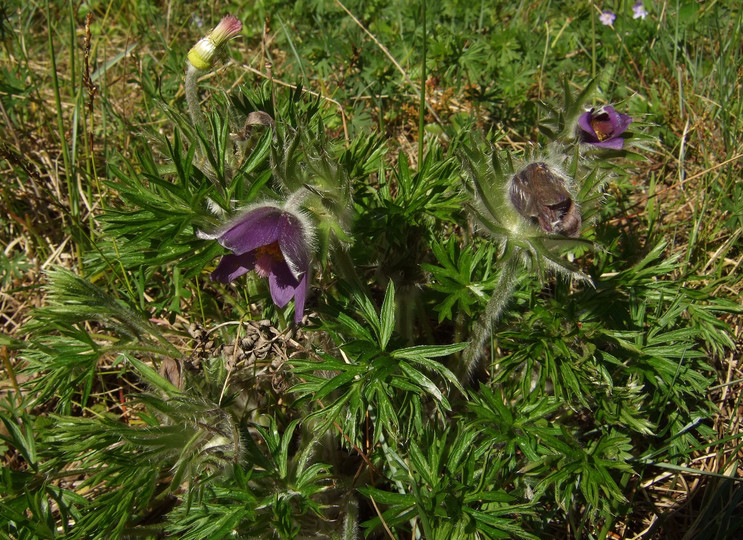 Pulsatilla patens