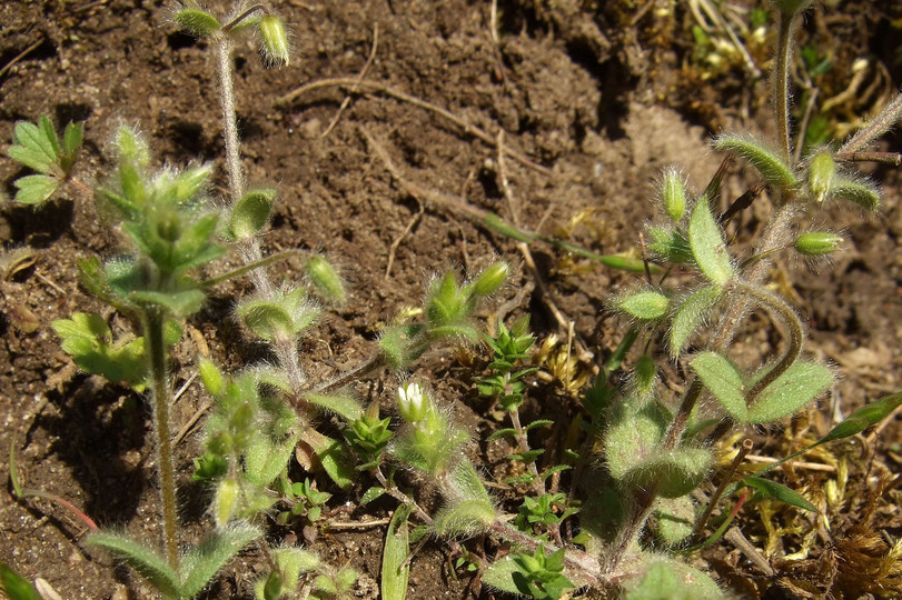 Cerastium brachypetalum