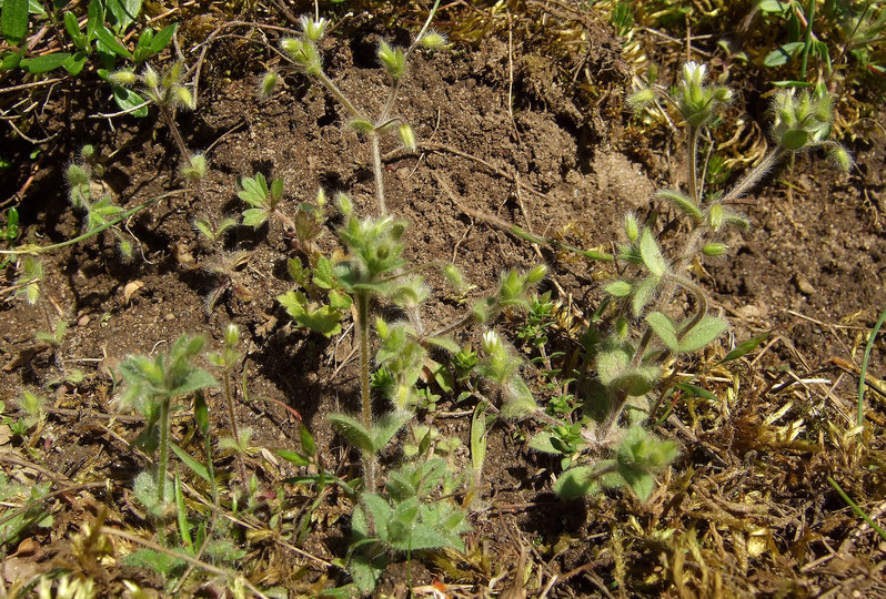 Cerastium brachypetalum