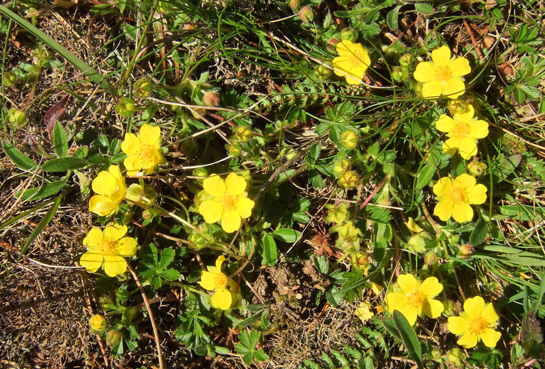 Potentilla tabernaemontani