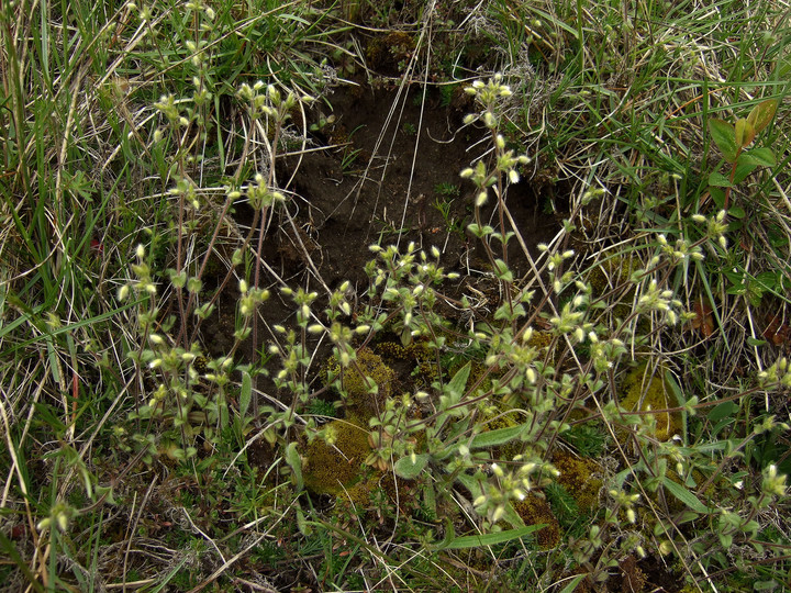 Cerastium brachypetalum