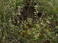 Cerastium brachypetalum