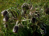 Pulsatilla pratensis