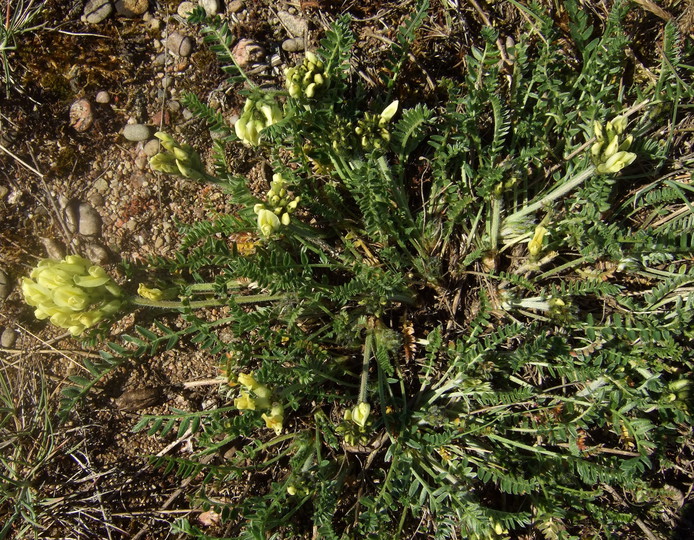 Oxytropis campestris