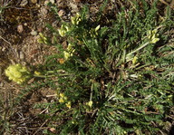 Oxytropis campestris