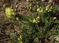 Oxytropis campestris