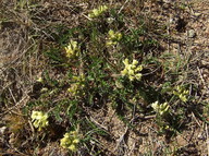 Oxytropis campestris