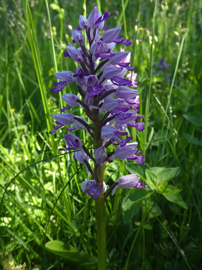 Orchis militaris