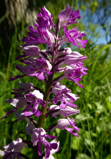 Orchis militaris