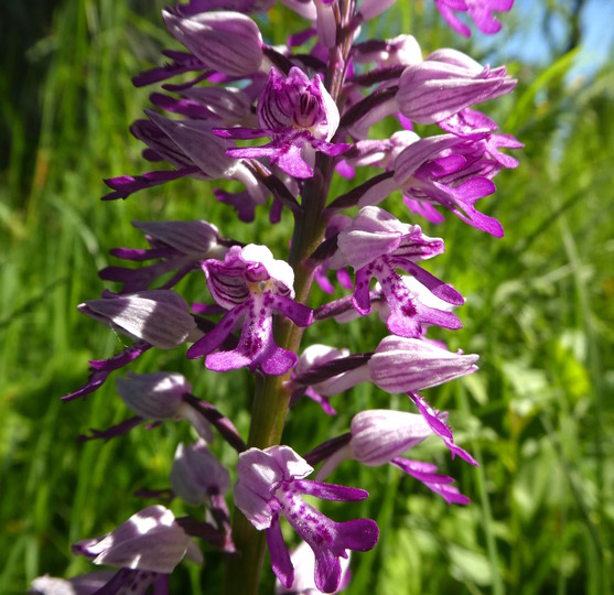 Orchis militaris