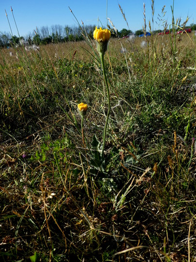 Hypochaeris maculata