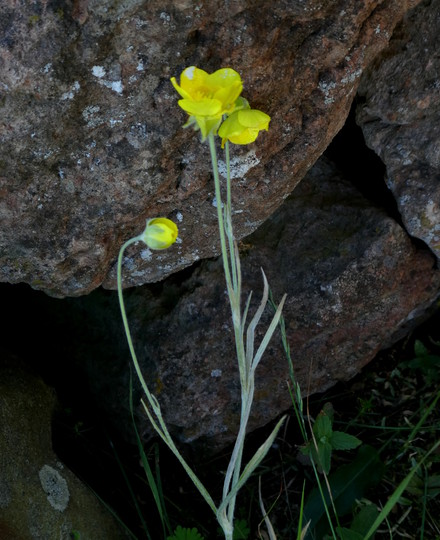 Ranunculus illyricus