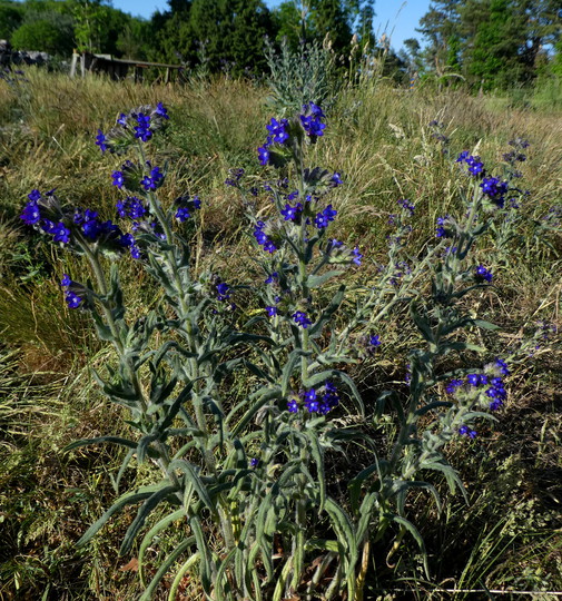 Anchusa officinalis