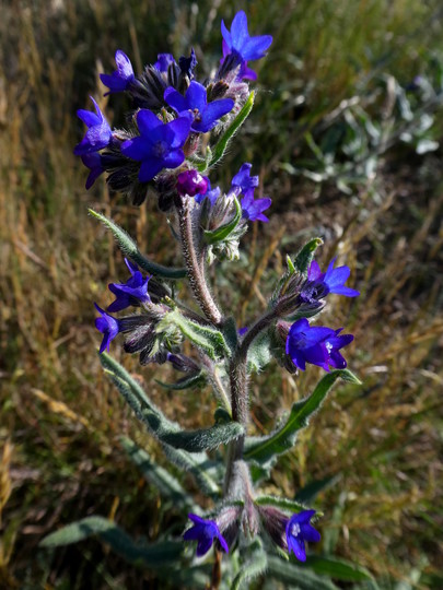 Anchusa officinalis