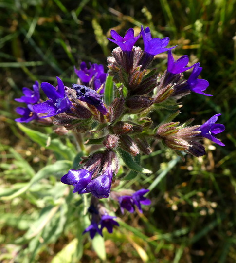 Anchusa officinalis