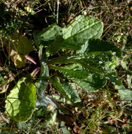 Senecio gotlandica