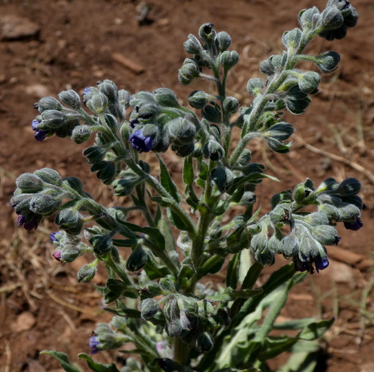 Cynoglossum officinale