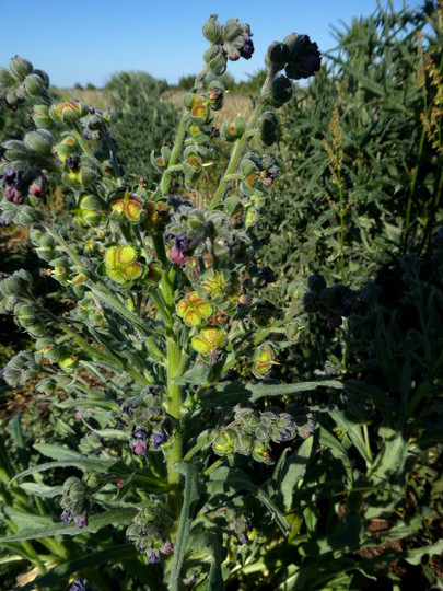 Cynoglossum officinale