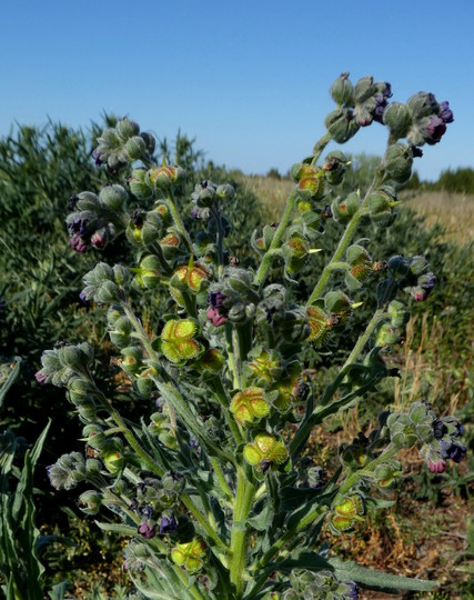 Cynoglossum officinale