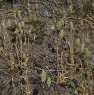 Phleum arenarium