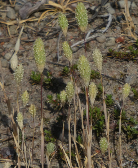 Phleum arenarium