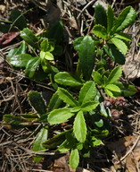 Chimaphila umbellata